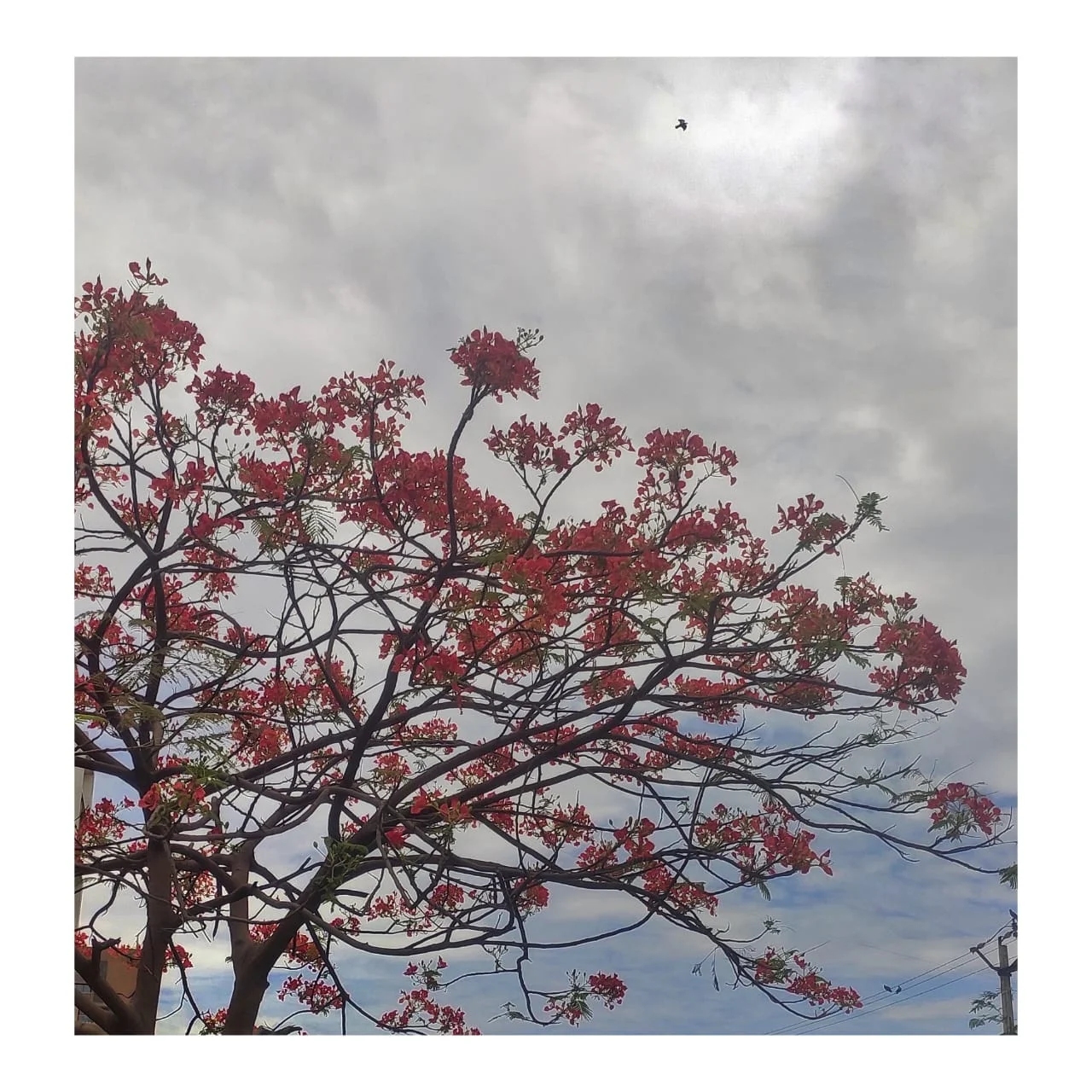 Gulmohar Bloom